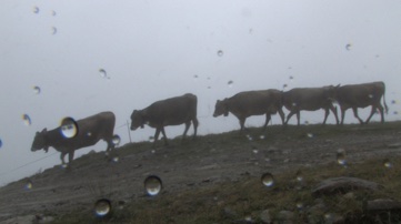 Unromantischer Kuhabtrieb mit Regentropfen auf dem Objektiv mit kopfstehenden Kühen darin
